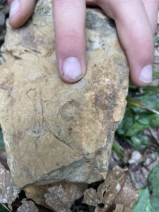 A trilobite found at Loxter Ashbed Quarry